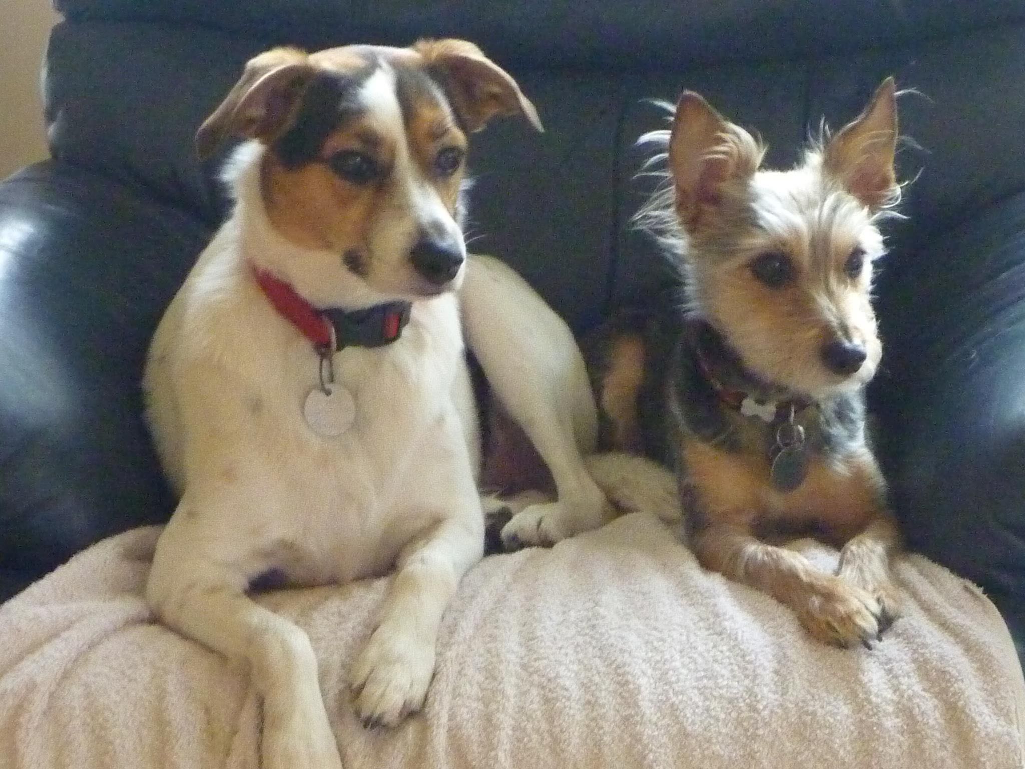 271395_470168916350916_1503305205_o