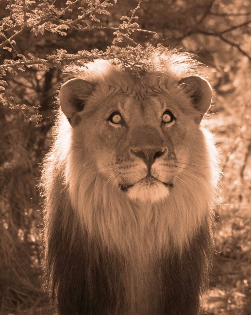 Botswana Lion 2