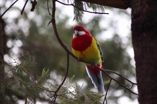 Eastern Rosella2