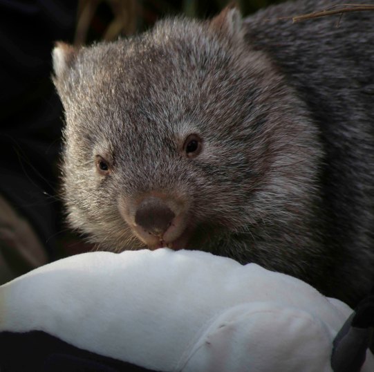 Wombat