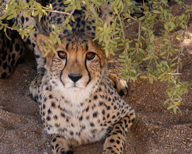 Cheetah