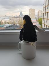 Penguin at window