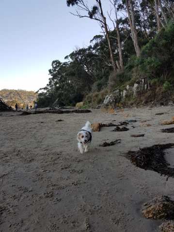 dog beach 3