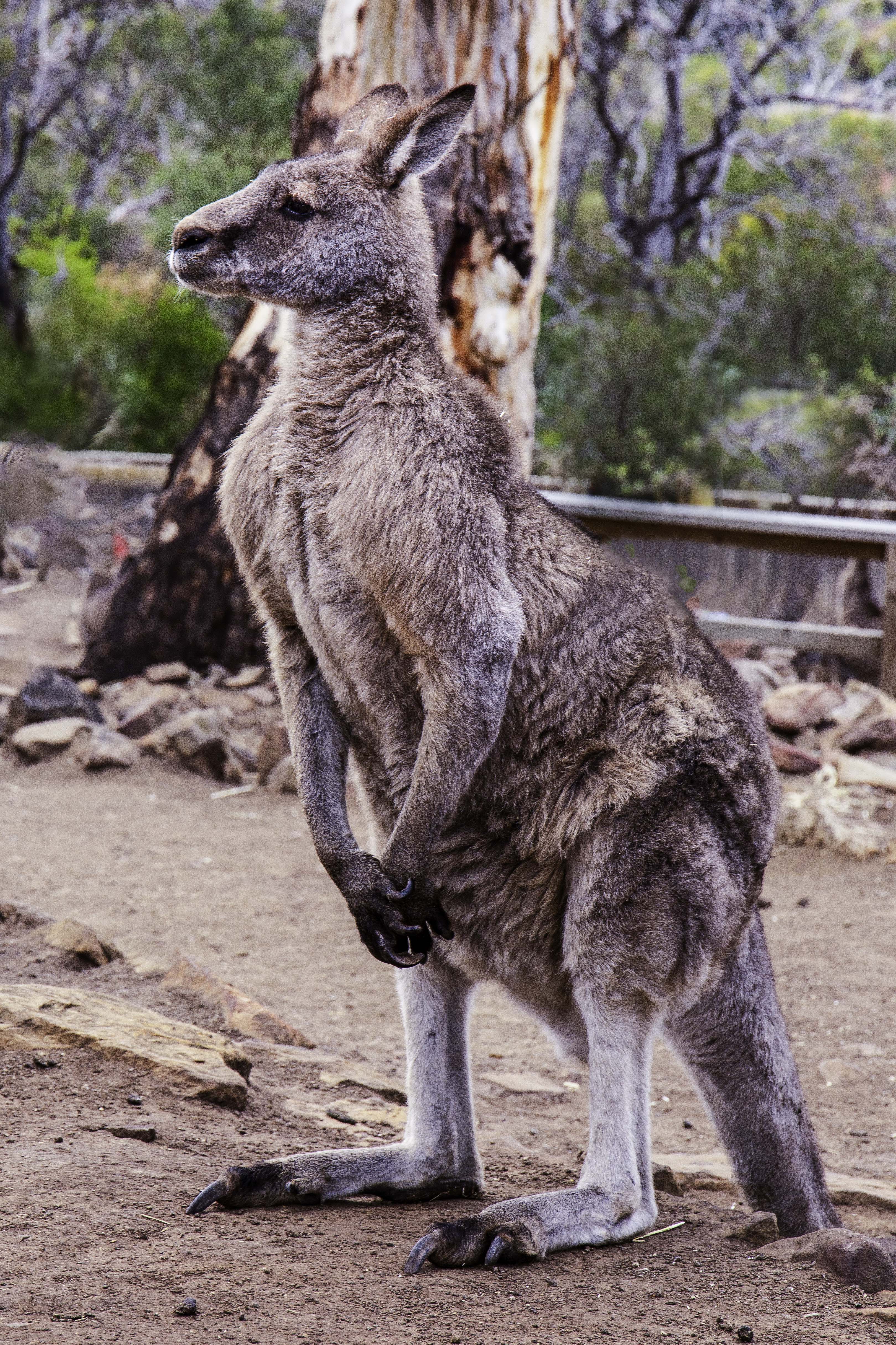 Roo